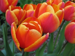 Tulipan Apeldoorn\'s Elite 8 løg